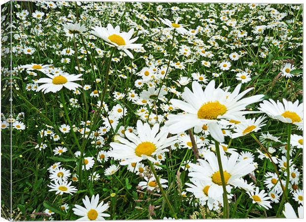 The Recurring Daisy Canvas Print by Noreen Linale
