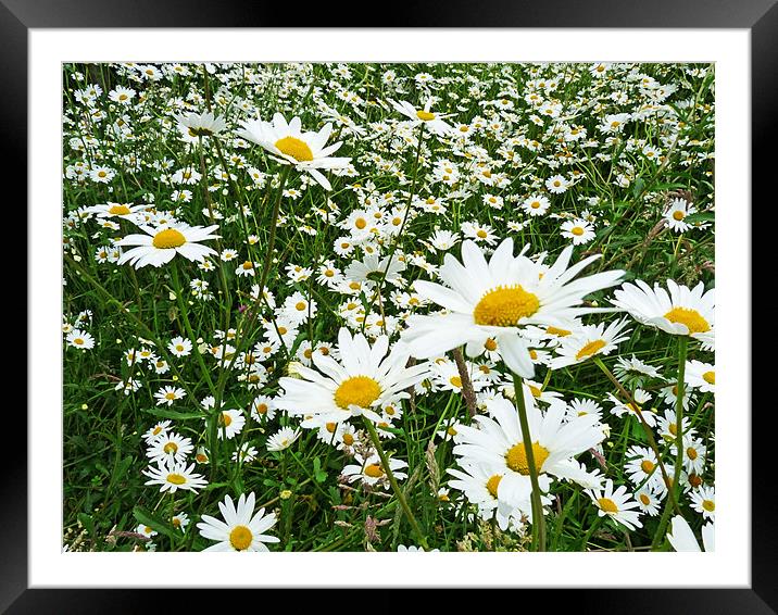 The Recurring Daisy Framed Mounted Print by Noreen Linale
