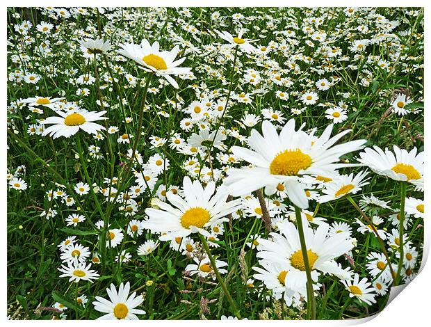 The Recurring Daisy Print by Noreen Linale