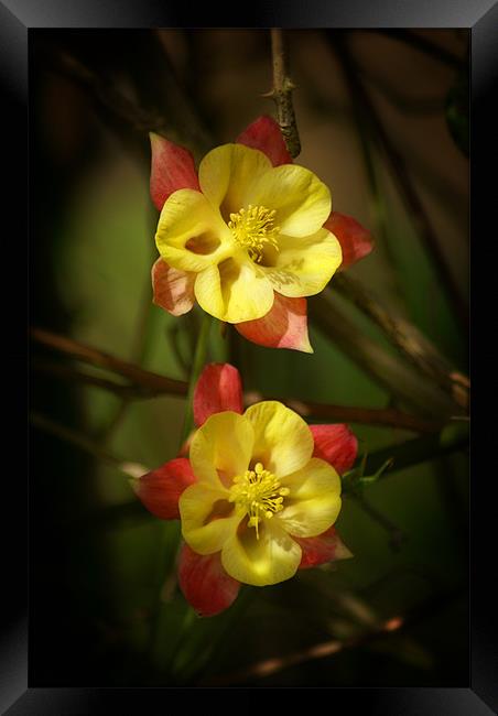 Grannys Bonnet Framed Print by Maria Tzamtzi Photography