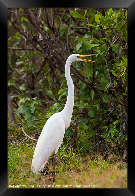 Great Egret on land Framed Print by Craig Lapsley
