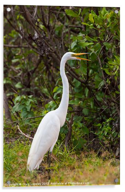Great Egret on land Acrylic by Craig Lapsley
