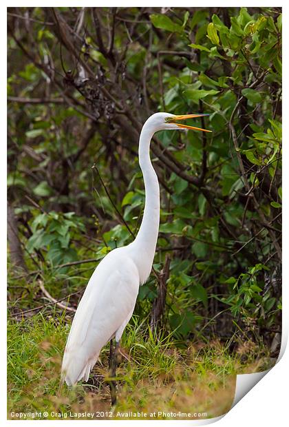 Great Egret on land Print by Craig Lapsley