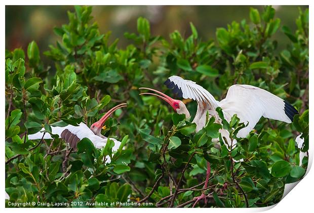 two white ibis Print by Craig Lapsley