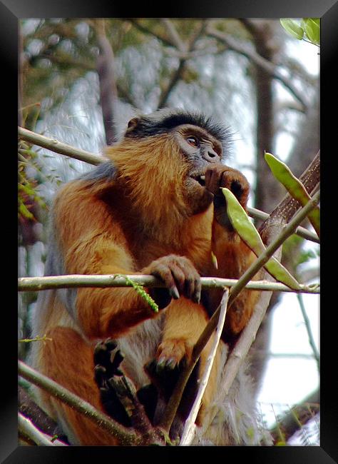 Red Colobus Monkey Framed Print by Tony Murtagh