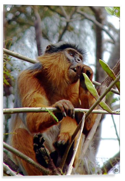 Red Colobus Monkey Acrylic by Tony Murtagh