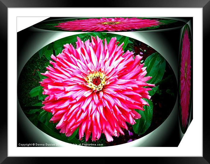 Flower Box Framed Mounted Print by Donna Duclos