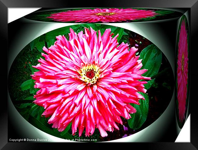 Flower Box Framed Print by Donna Duclos