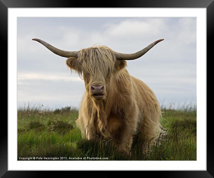 Highland Cow on Exmoor Framed Mounted Print by Pete Hemington