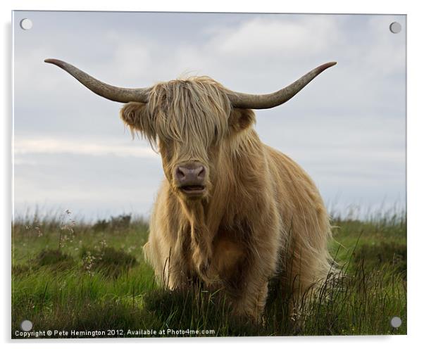 Highland Cow on Exmoor Acrylic by Pete Hemington