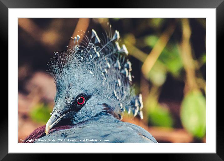 Southern Crowned Pigeon Framed Mounted Print by Daniel Walsh