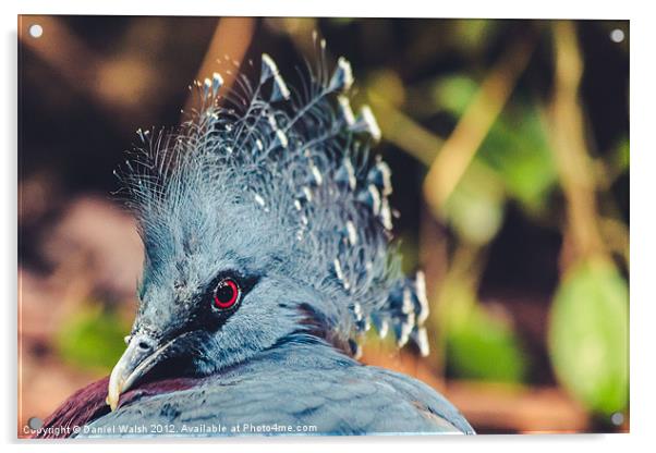 Southern Crowned Pigeon Acrylic by Daniel Walsh
