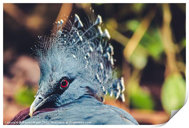 Southern Crowned Pigeon Print by Daniel Walsh