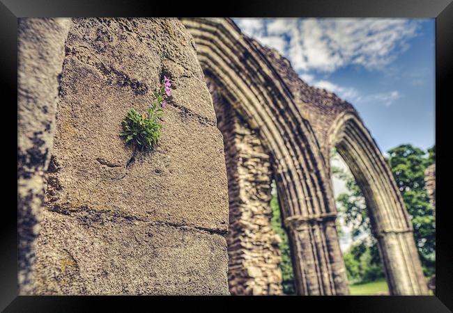 Clinging on Inchmahome Priory Framed Print by Daniel Walsh