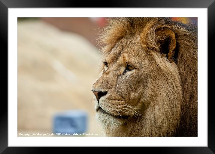 Lion #4 Framed Mounted Print by Martyn Taylor