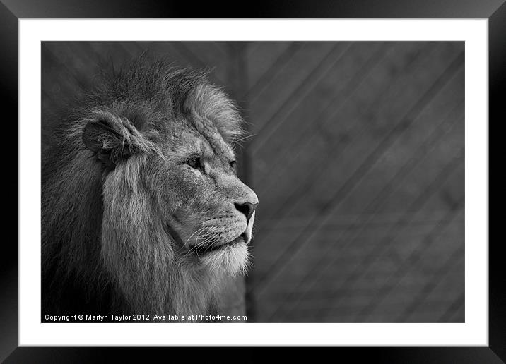 Lion #5 Framed Mounted Print by Martyn Taylor