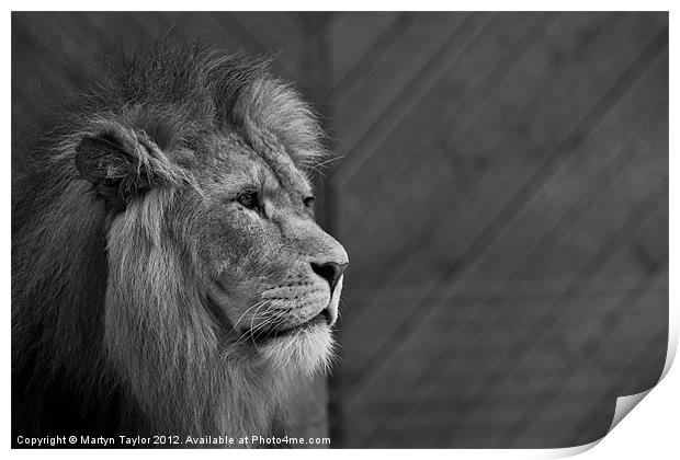 Lion #5 Print by Martyn Taylor