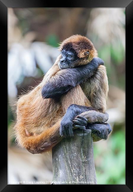 Spider Monkey bored Framed Print by Craig Lapsley