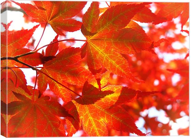 Red Maple Canvas Print by Mary Lane