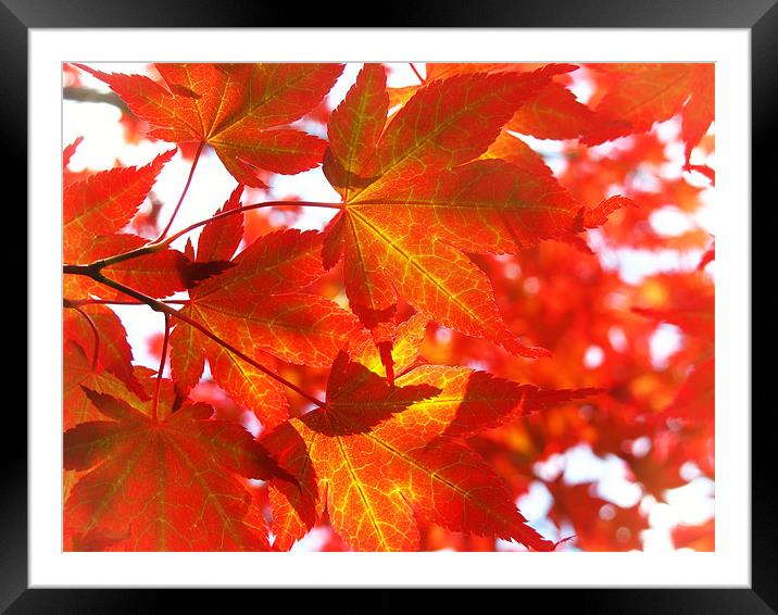 Red Maple Framed Mounted Print by Mary Lane