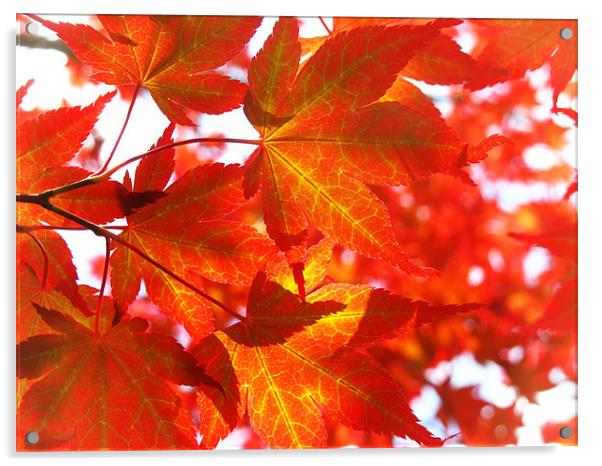 Red Maple Acrylic by Mary Lane