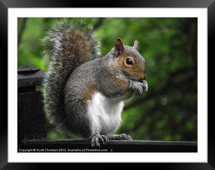 Squirrel Framed Mounted Print by Scott Thomson