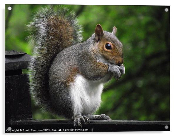 Squirrel Acrylic by Scott Thomson