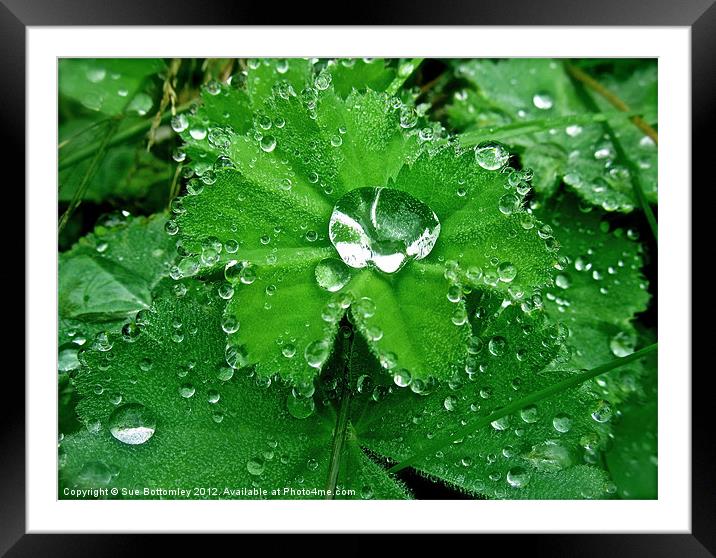 Raindrops collecting on leaves Framed Mounted Print by Sue Bottomley