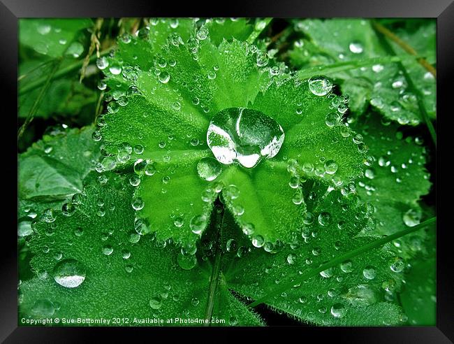 Raindrops collecting on leaves Framed Print by Sue Bottomley