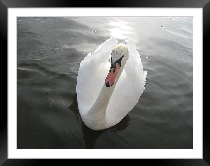 mute swan Framed Mounted Print by Bethany Vargeson