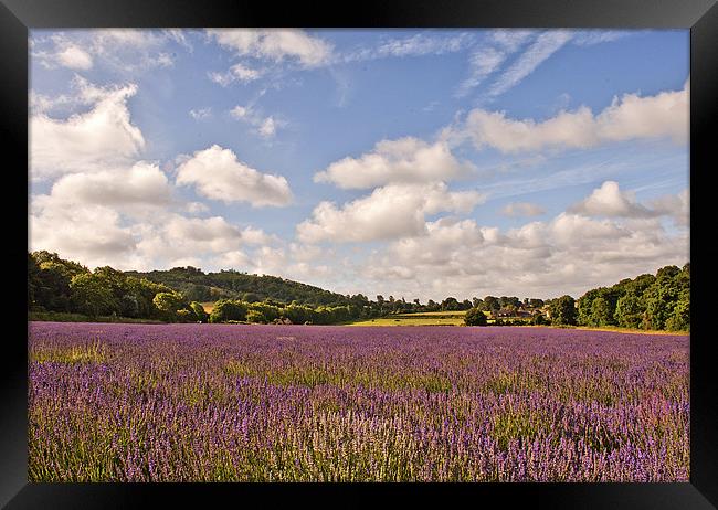 Lavender Field Framed Print by Dawn Cox