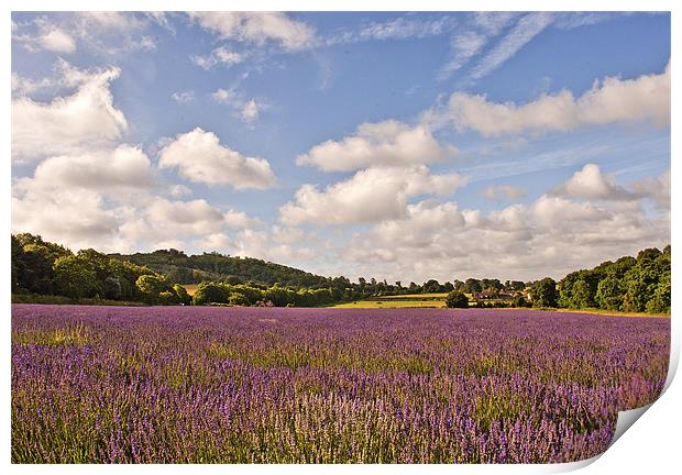 Lavender Field Print by Dawn Cox