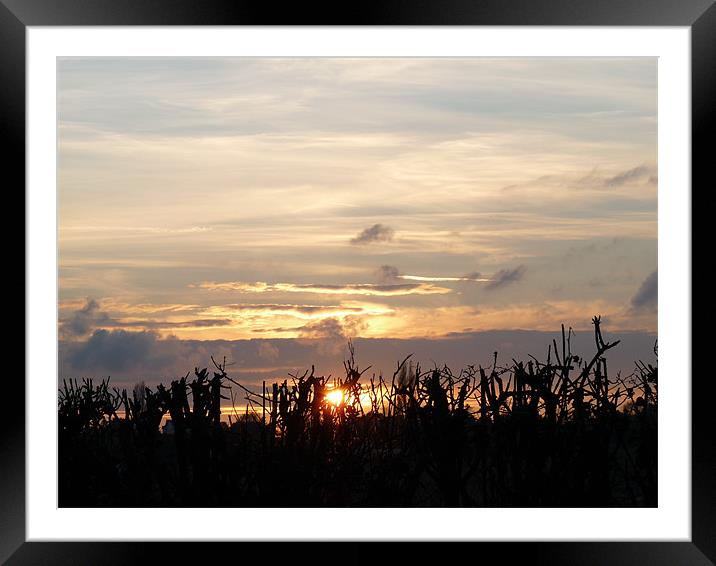 Sun Set Framed Mounted Print by Noreen Linale