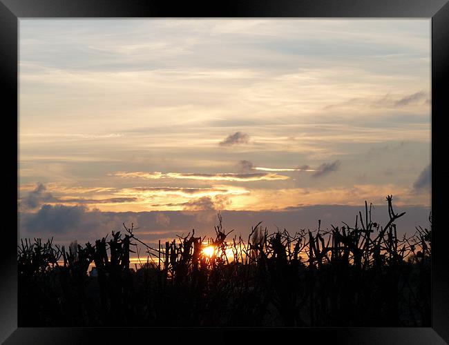 Sun Set Framed Print by Noreen Linale