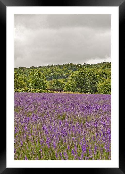 Lavender as far as the eye can see Framed Mounted Print by Dawn Cox