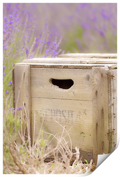 The Old Crate Print by Dawn Cox