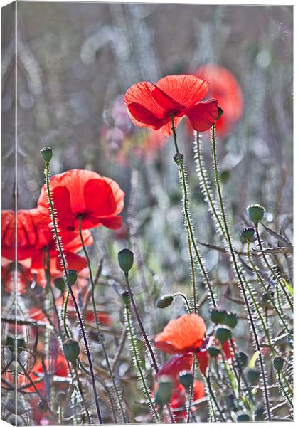 The Last Poppies Canvas Print by Dawn Cox