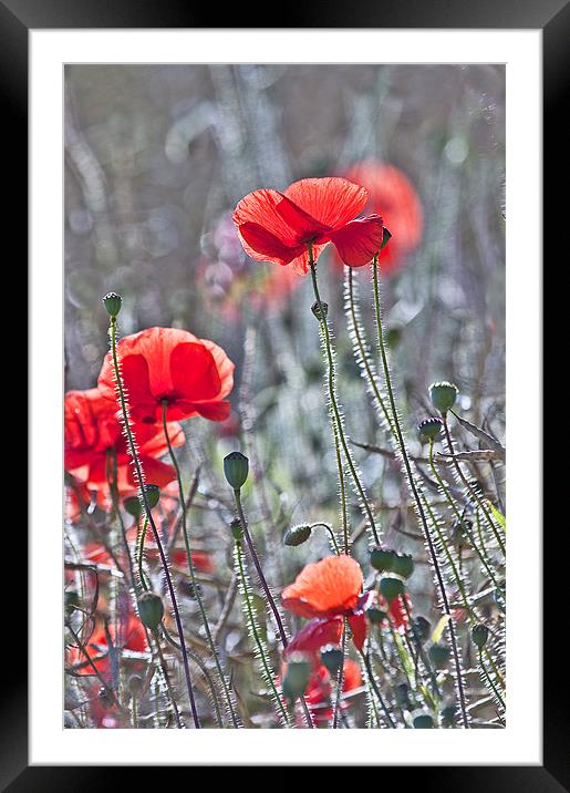 The Last Poppies Framed Mounted Print by Dawn Cox