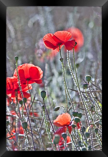 The Last Poppies Framed Print by Dawn Cox