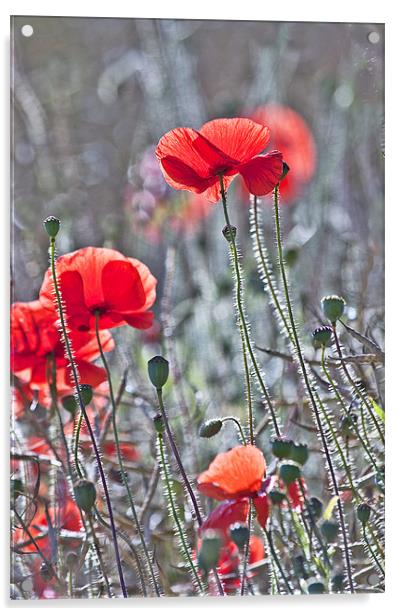 The Last Poppies Acrylic by Dawn Cox