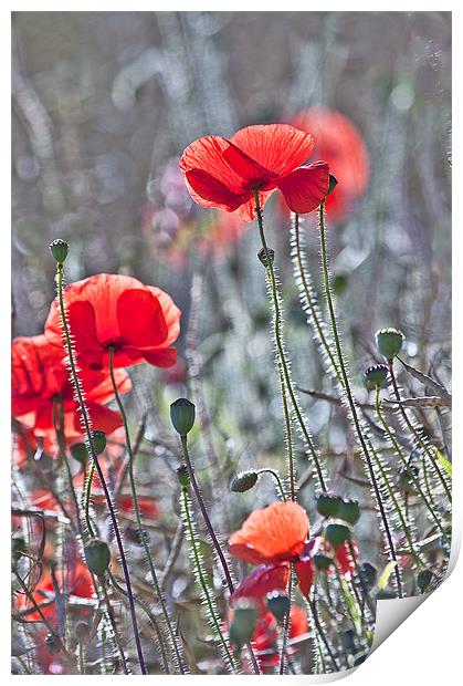 The Last Poppies Print by Dawn Cox