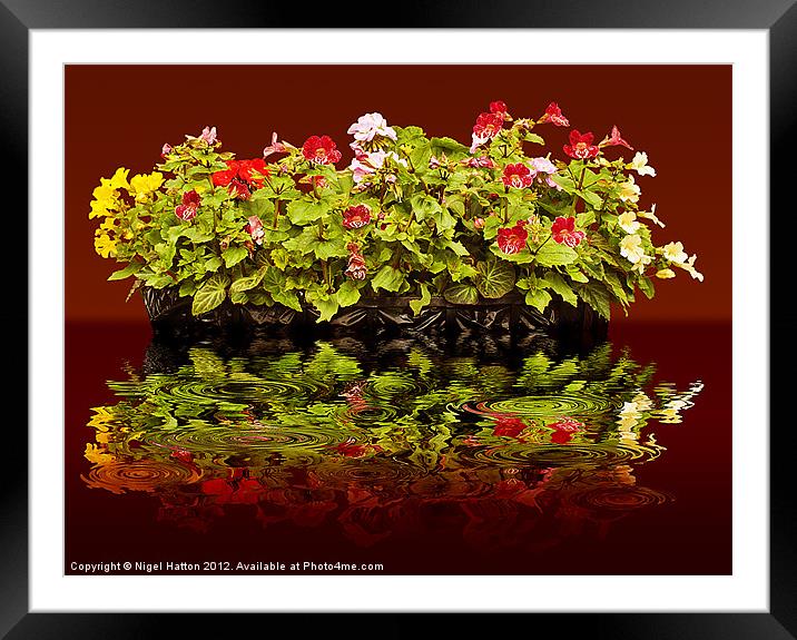 Flowers Reflections Framed Mounted Print by Nigel Hatton