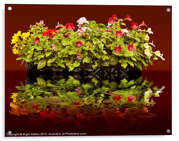 Flowers Reflections Acrylic by Nigel Hatton