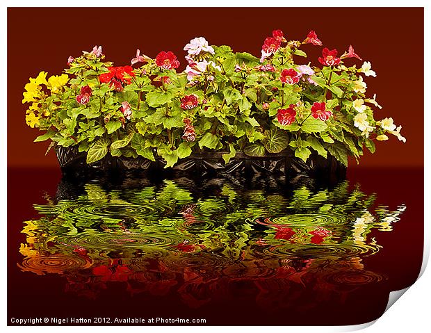 Flowers Reflections Print by Nigel Hatton