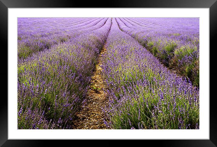 Lavender blue, Lavender Green. Framed Mounted Print by Dawn Cox