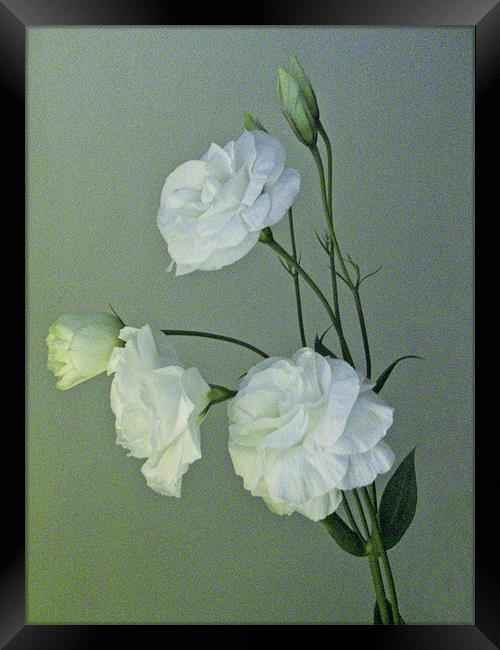 White Lisianthus Framed Print by Debra Kelday