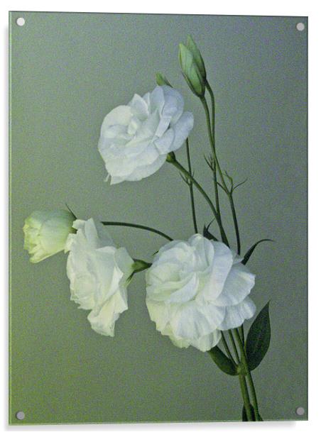 White Lisianthus Acrylic by Debra Kelday