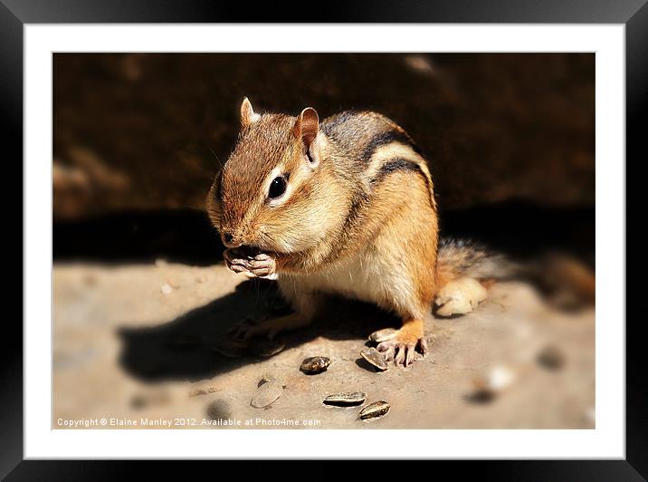  The Chipmunk has Full Cheeks    Animal  Framed Mounted Print by Elaine Manley