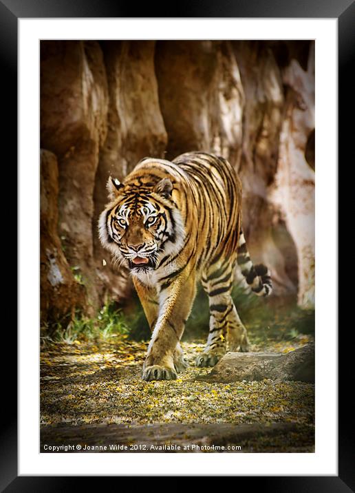 Tiger Framed Mounted Print by Joanne Wilde