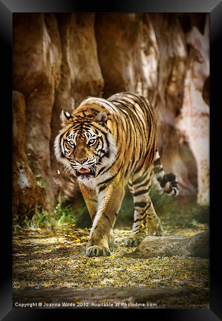 Tiger Framed Print by Joanne Wilde